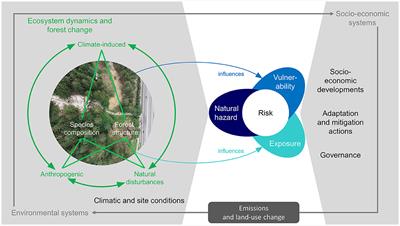 Editorial: Impacts of global change on protective forests in mountain areas